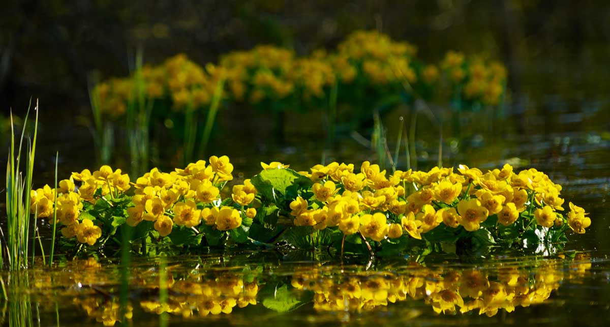 Калужница махровая. Калужница Болотная (Caltha palustris). Калужница Болотная Multiplex. Калужница дудчатая. Калужница махровая мультиплекс.