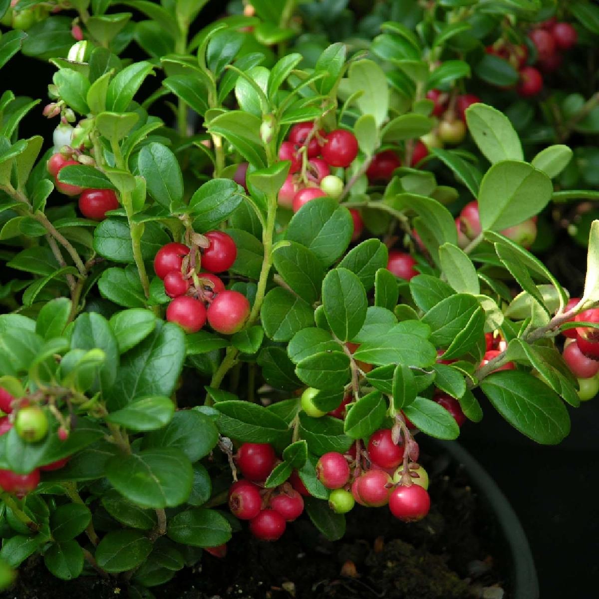 Брусника ред. Брусника (Vaccinium Vitis-idaea). Брусника Мисс черри. Брусника обыкновенная "ред Перл". Брусника обыкновенная Miss Cherry.