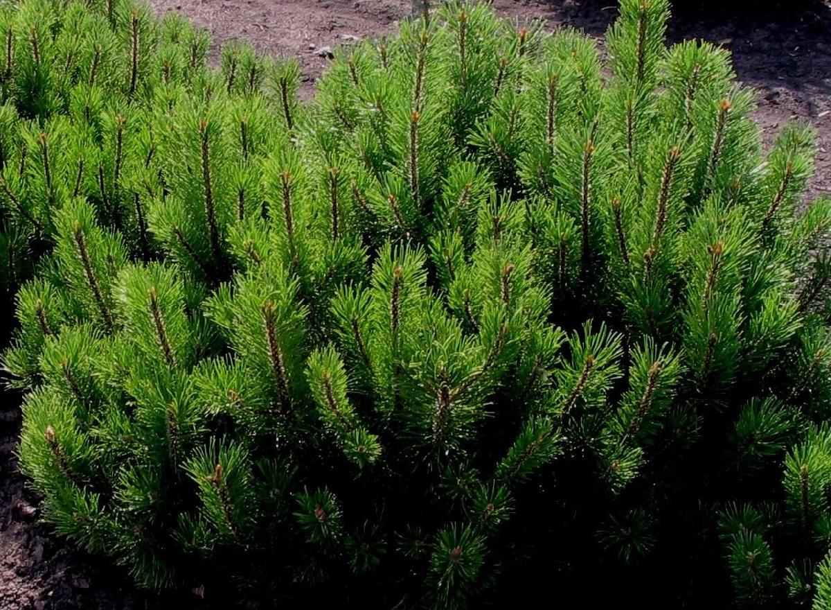 Сосна горная "Муго" купить в питомнике растений Райский сад