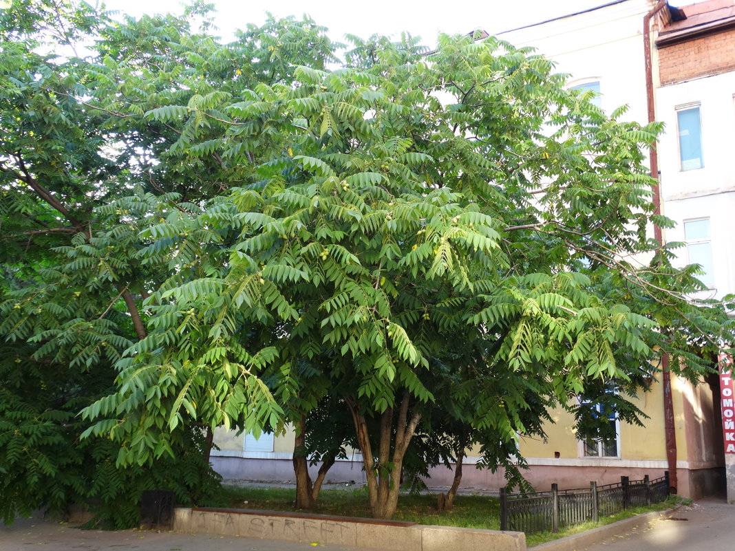 Орех маньчжурский (Juglans mandshurica)