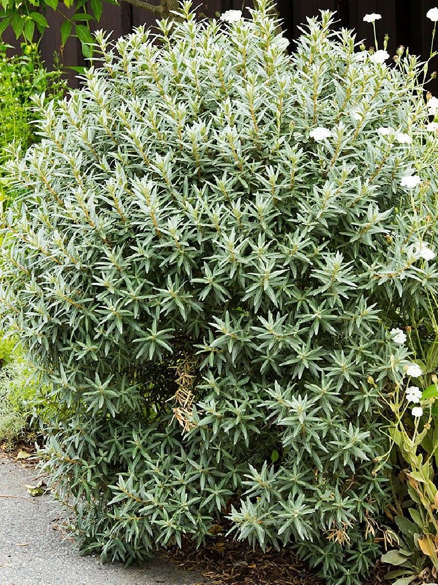 Облепиха «Хикул» купить 400р. в питомнике растений Райский сад