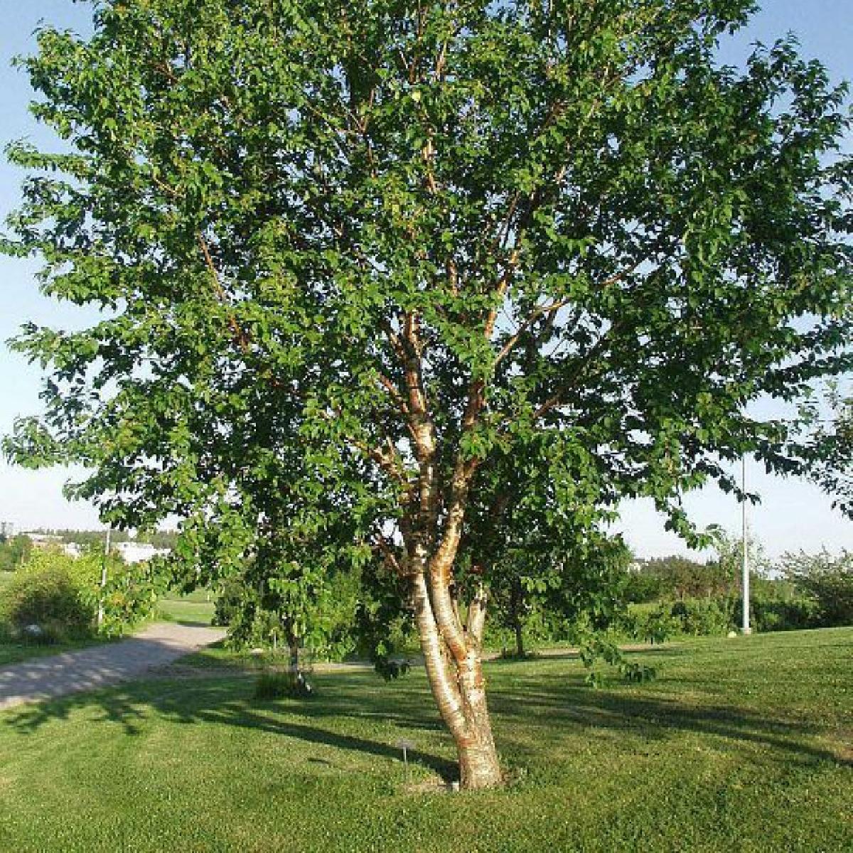 Черемуха "Маака" купить в питомнике растений Райский сад