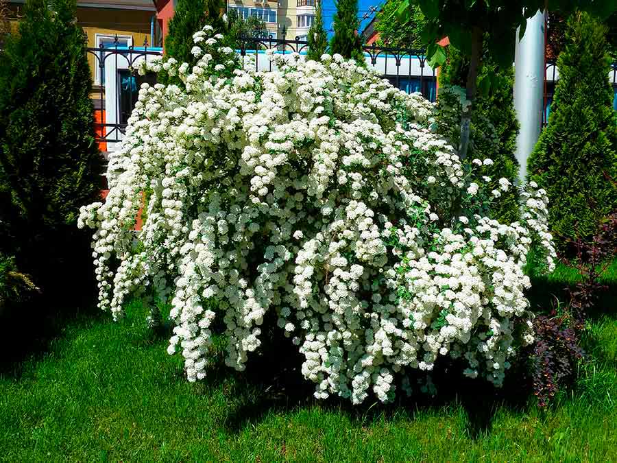 Декоративные ✿ Спирея ✿ купить в магазине Семена-почтой