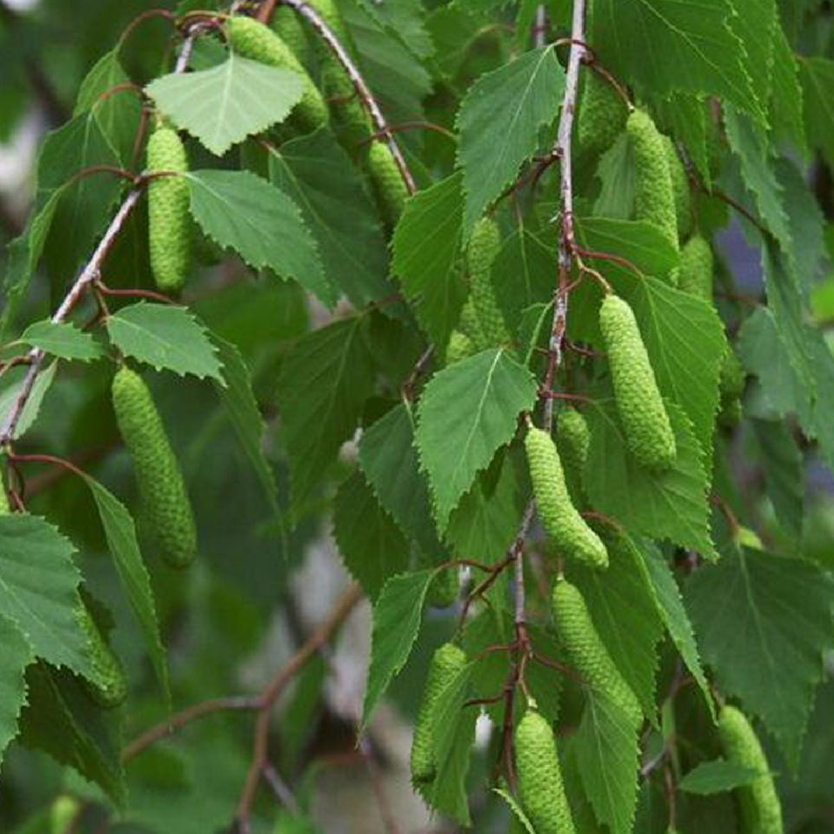 Береза повислая betula pendula