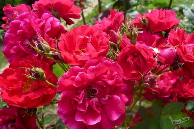 Роза канадская "Аделаида Худлесс" купить в питомнике растений Райский сад
