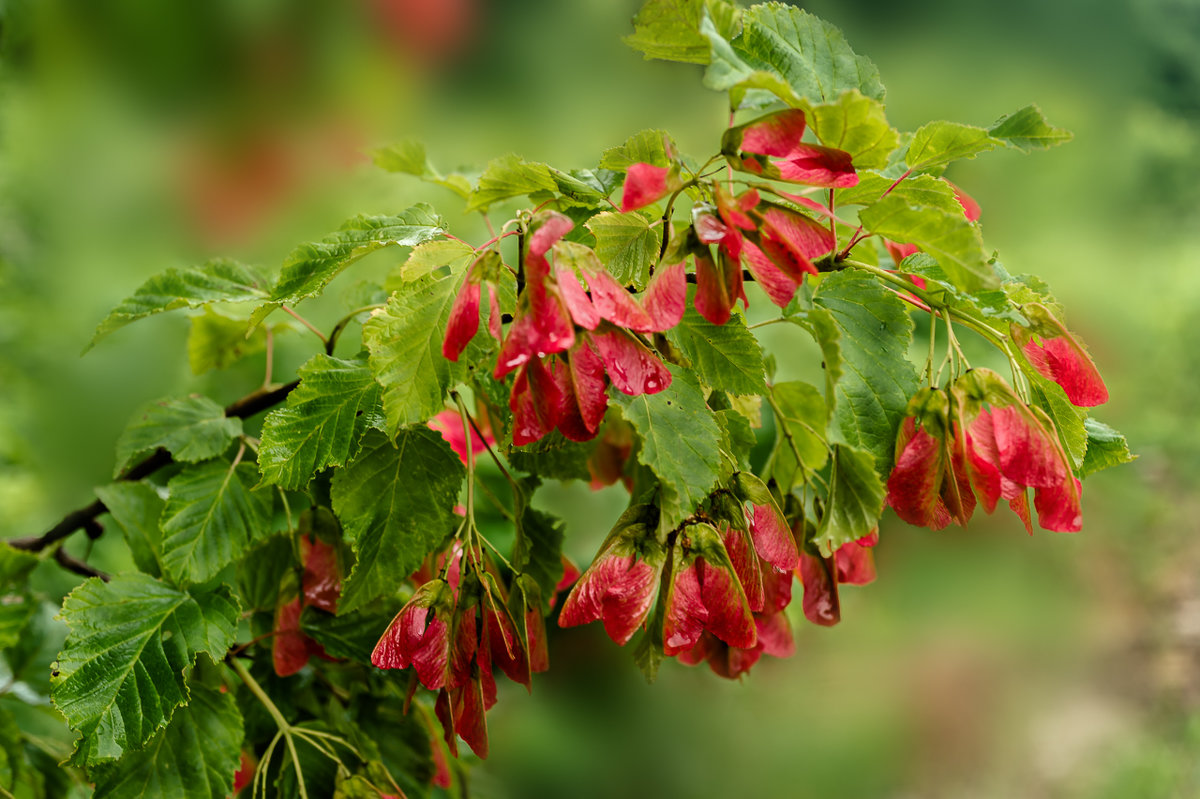 Клен татарский описание. Клен татарский Acer tataricum. Клен татарский, черноклен (Acer tataricum). Клен Гиннала цветет. Клён Приречный.